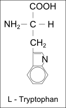 Strukturformel L-Tryptophan